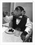 Chimpanzee Dining at a Table by Anonymous