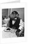 Chimpanzee Dining at a Table by Anonymous