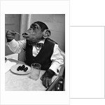 Chimpanzee Dining at a Table by Anonymous
