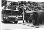 Elephants Queue at Battersea Park Bus Stop by Anonymous