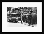 Elephants Queue at Battersea Park Bus Stop by Anonymous