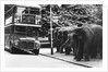Elephants Queue at Battersea Park Bus Stop by Anonymous