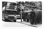 Elephants Queue at Battersea Park Bus Stop by Anonymous