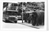 Elephants Queue at Battersea Park Bus Stop by Anonymous