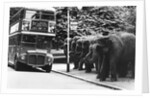 Elephants Queue at Battersea Park Bus Stop by Anonymous