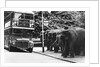 Elephants Queue at Battersea Park Bus Stop by Anonymous