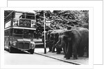 Elephants Queue at Battersea Park Bus Stop by Anonymous