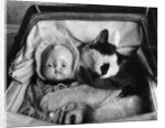 Cat Asleep in a Pram by Anonymous
