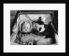 Cat Asleep in a Pram by Anonymous