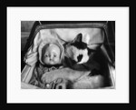 Cat Asleep in a Pram by Anonymous