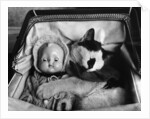 Cat Asleep in a Pram by Anonymous
