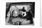 Cat Asleep in a Pram by Anonymous