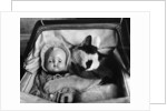 Cat Asleep in a Pram by Anonymous
