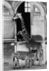 Giraffe Family and Zebra by Anonymous