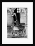 Giraffe Family and Zebra by Anonymous