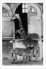 Giraffe Family and Zebra by Anonymous