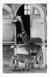 Giraffe Family and Zebra by Anonymous