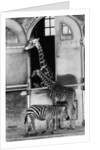 Giraffe Family and Zebra by Anonymous