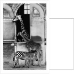 Giraffe Family and Zebra by Anonymous