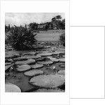 Lily Pads by Anonymous