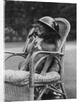 Dog Wearing Air Raid Prevention Warden's Helmet by Corbis