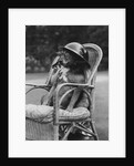 Dog Wearing Air Raid Prevention Warden's Helmet by Corbis