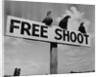 Grouse on "Free Shoot" Sign by Anonymous