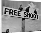 Grouse on "Free Shoot" Sign by Anonymous