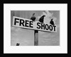 Grouse on "Free Shoot" Sign by Anonymous