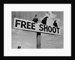 Grouse on "Free Shoot" Sign by Anonymous