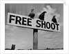 Grouse on "Free Shoot" Sign by Anonymous