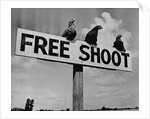 Grouse on "Free Shoot" Sign by Anonymous