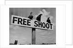 Grouse on "Free Shoot" Sign by Anonymous