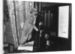 Cat on the Phone by Anonymous