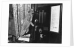 Cat on the Phone by Anonymous