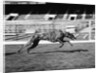 Endless Gossip Racing at White City Stadium by Anonymous