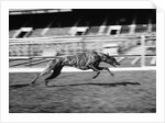 Endless Gossip Racing at White City Stadium by Anonymous