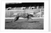 Endless Gossip Racing at White City Stadium by Anonymous
