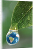 World in a Dewdrop by Anonymous