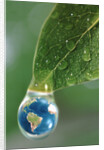 World in a Dewdrop by Anonymous