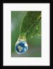 World in a Dewdrop by Anonymous