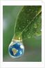 World in a Dewdrop by Anonymous