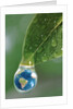 World in a Dewdrop by Anonymous