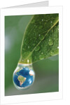 World in a Dewdrop by Anonymous