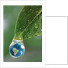 World in a Dewdrop by Anonymous