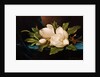 Giant Magnolias on Blue Cloth by Martin Johnson Heade