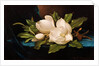 Giant Magnolias on Blue Cloth by Martin Johnson Heade