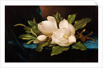 Giant Magnolias on Blue Cloth by Martin Johnson Heade