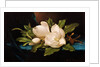 Giant Magnolias on Blue Cloth by Martin Johnson Heade