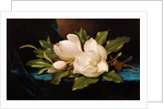 Giant Magnolias on Blue Cloth by Martin Johnson Heade
